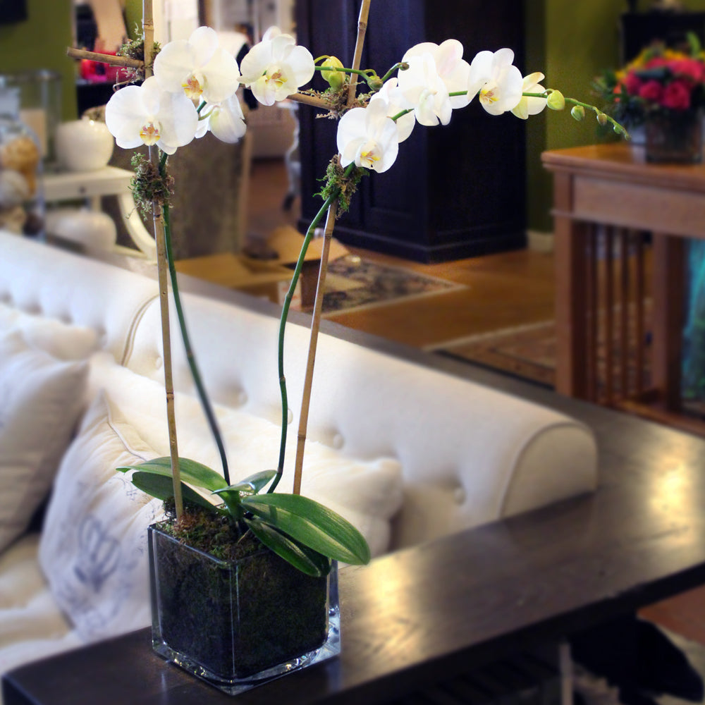 Potted White Phaleonopsis Orchid
