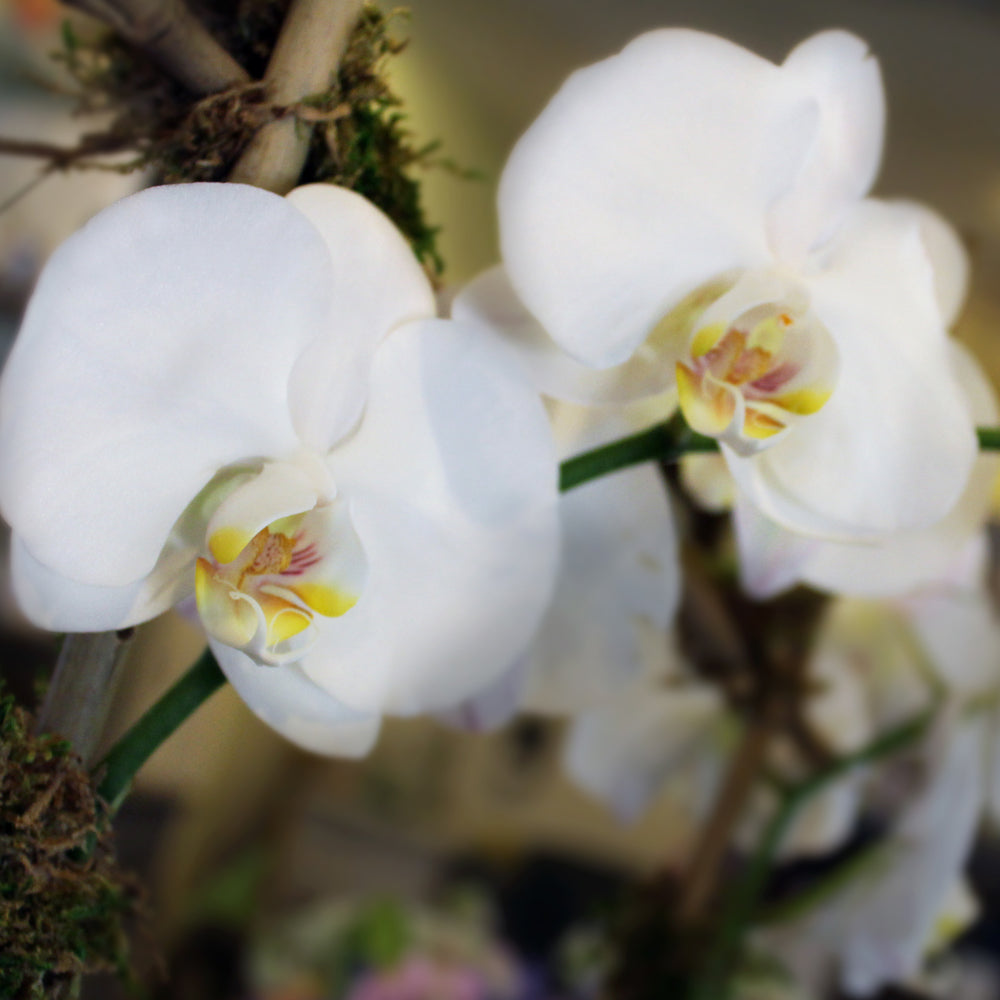 Potted White Phaleonopsis Orchid