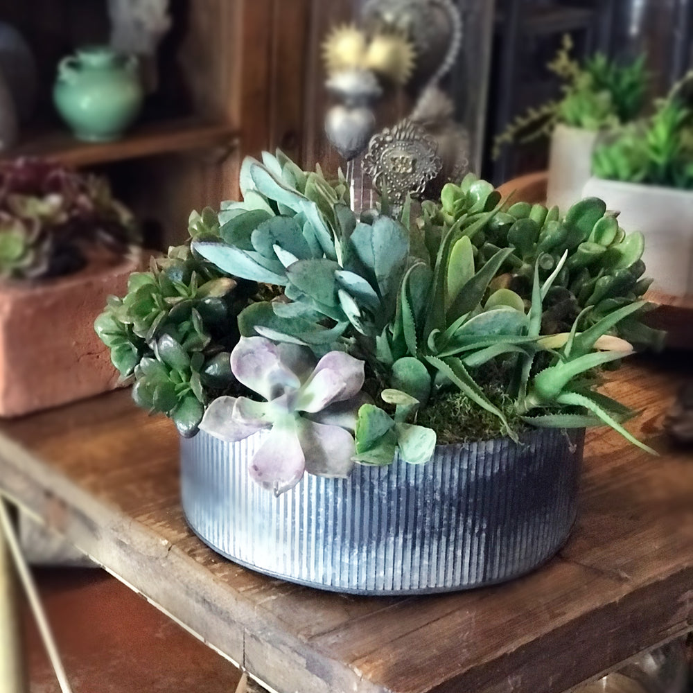 Succulent Wonders