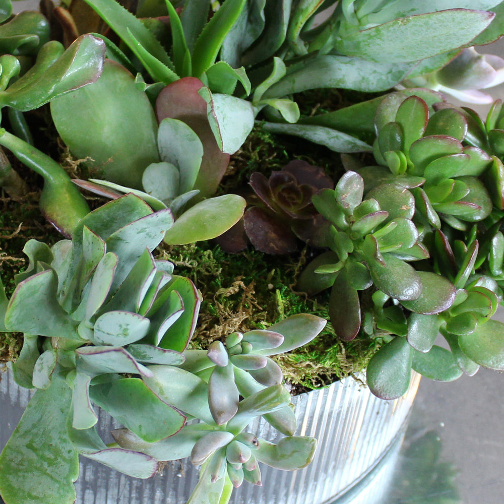 Succulent Wonders