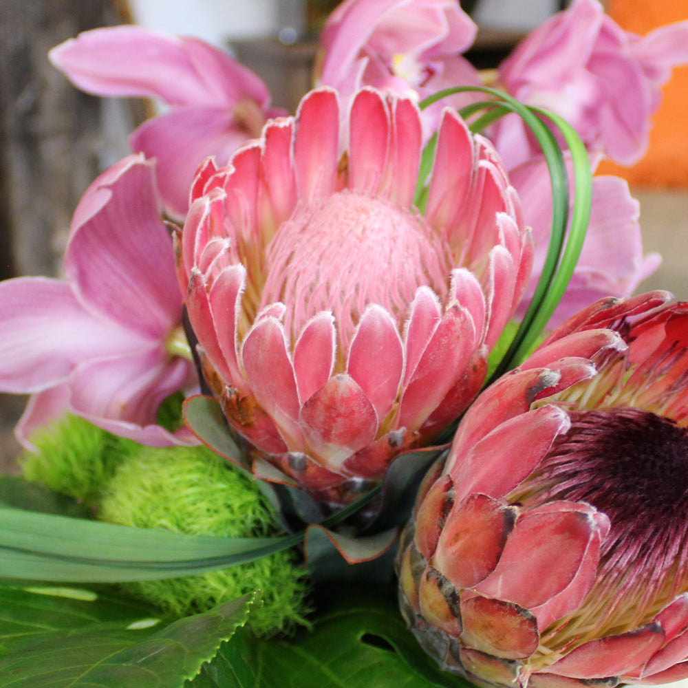 Tropic Wonder